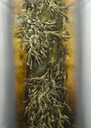 ancient-wisdom-pants-set-842.jpg